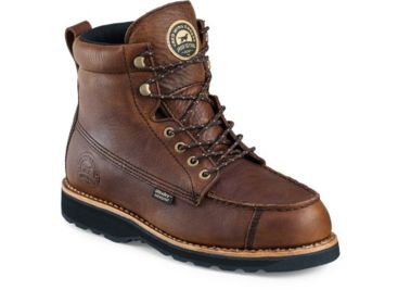 irish setter 807